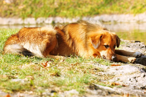 Chien rouge couché sur l'herbe — Photo