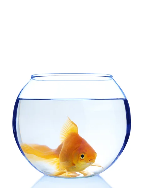 Goldfish in aquarium Stock Photo