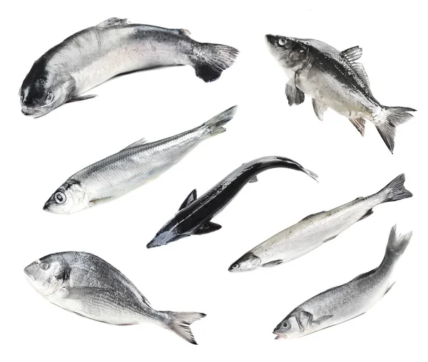 Fresh fish collage, isolated on white — Stock Image Fresh fish collage, isolated on white Royalty Free Stock Photos