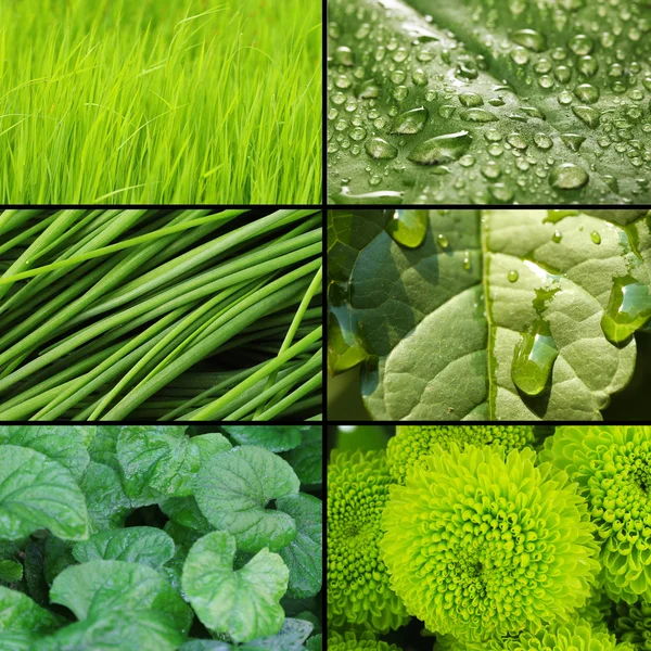 Collage green color samples Stock Photos, Royalty Free Collage green