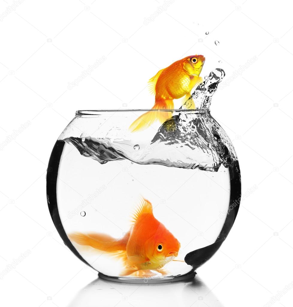 Goldfish jump out of the aquarium, isolated on white