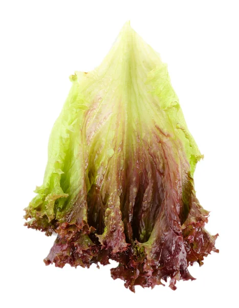 Lechuga roja aislada sobre blanco — Foto de Stock