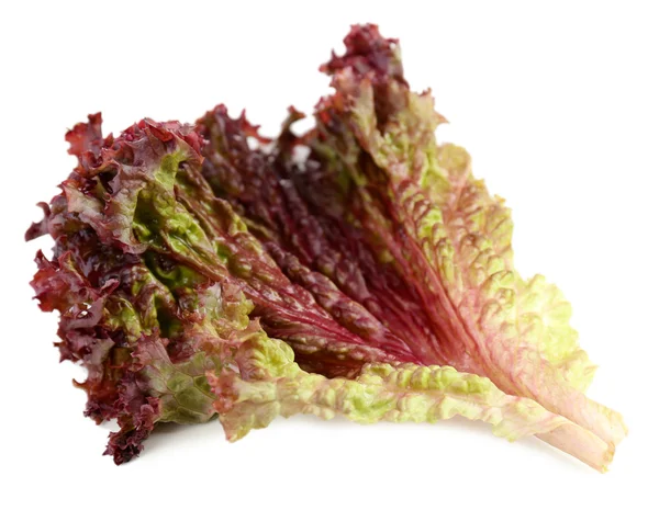 Lechuga roja aislada sobre blanco — Foto de Stock