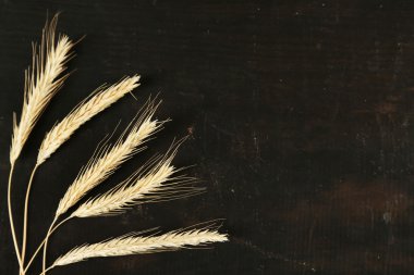 spikelets buğday