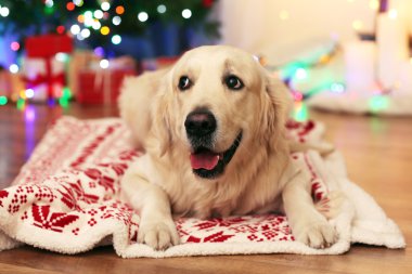 Ekose ahşap zemin ve Noel dekorasyon arka plan üzerinde yatan Labrador