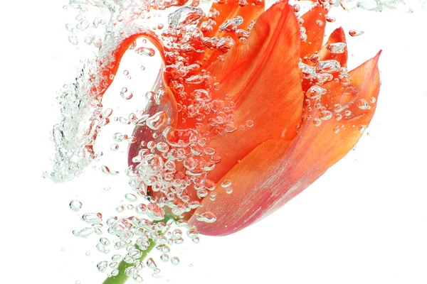 Flor en agua con gas —  Fotos de Stock