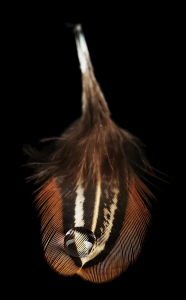 Pena bonita com gota de água — Fotografia de Stock