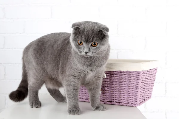British short hair cat — Stock Photo, Image