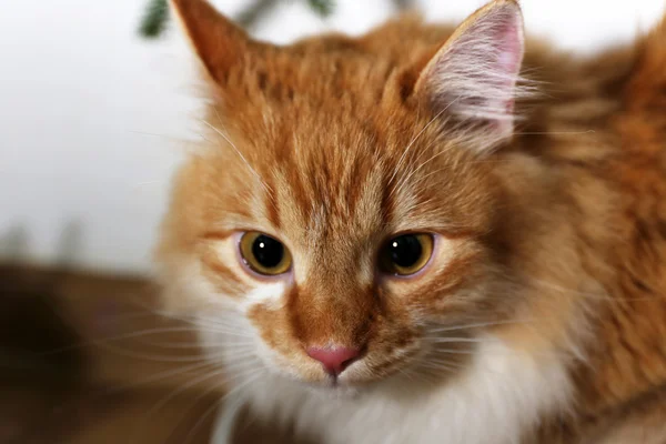 Lovable red cat on wooden floor and white wall background — Stock Photo, Image