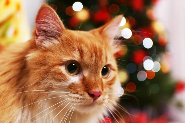 Roztomilý červená kočka na pozadí vánoční stromeček — Stock fotografie