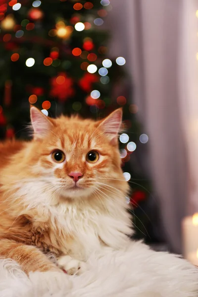 Amabile gatto rosso su sfondo luci — Foto Stock