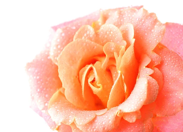 Beautiful orange rose close-up — Stock Photo, Image