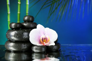 Su damlaları ve koyu renkli arka plan üzerinde çakıl taşları ile orkide çiçek