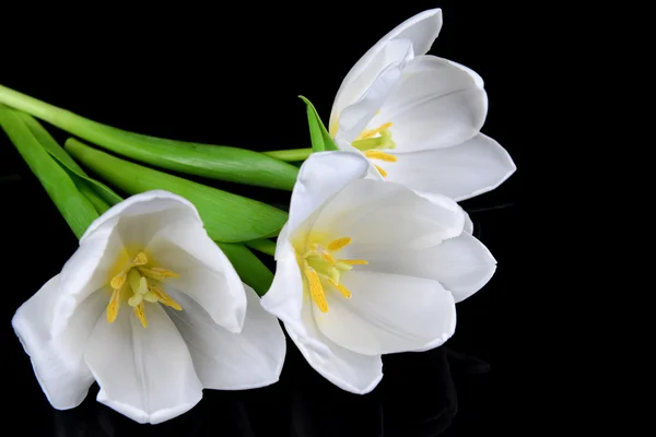 Beautiful bouquet of white tulips isolated on black — Stock Photo, Image