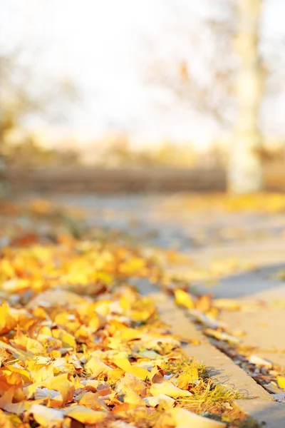 公園で秋の紅葉の道 — ストック写真