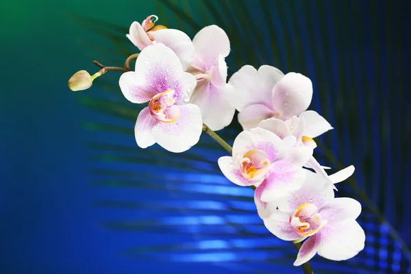 Orchid blommor på mörk färgstarka bakgrund — Stockfoto