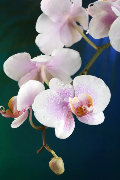 Květy orchidejí na tmavé barevné pozadí — Stock fotografie