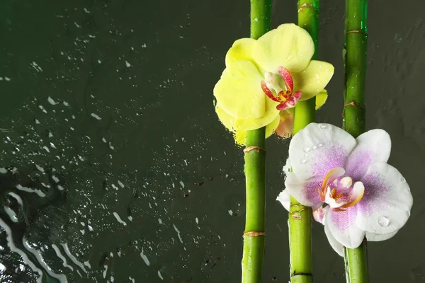 Flores de orquídea y planta de bambú sobre fondo oscuro —  Fotos de Stock