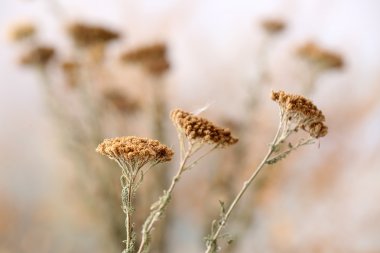 Işık arka plan üzerinde kurumuş kır çiçekleri