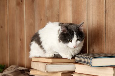 Şirin kedi kitaplar üzerinde oturan