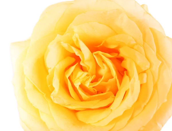Krásná oranžová růže izolovaná na bílém — Stock fotografie