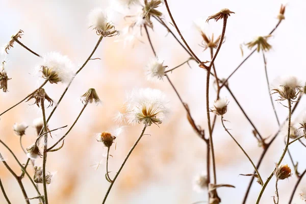 Flores silvestres secas sobre fondo claro — Foto de Stock