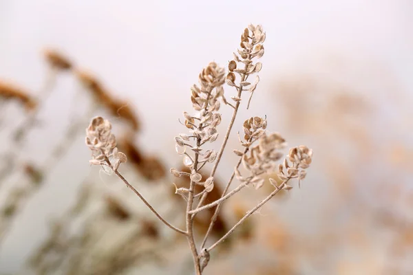 Flores silvestres secas no fundo claro — Fotografia de Stock
