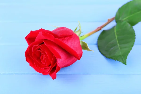 Hermosa rosa roja sobre fondo tablones de madera de color —  Fotos de Stock