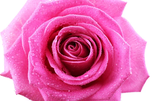 Όμορφο ροζ τριαντάφυλλο close-up — Φωτογραφία Αρχείου
