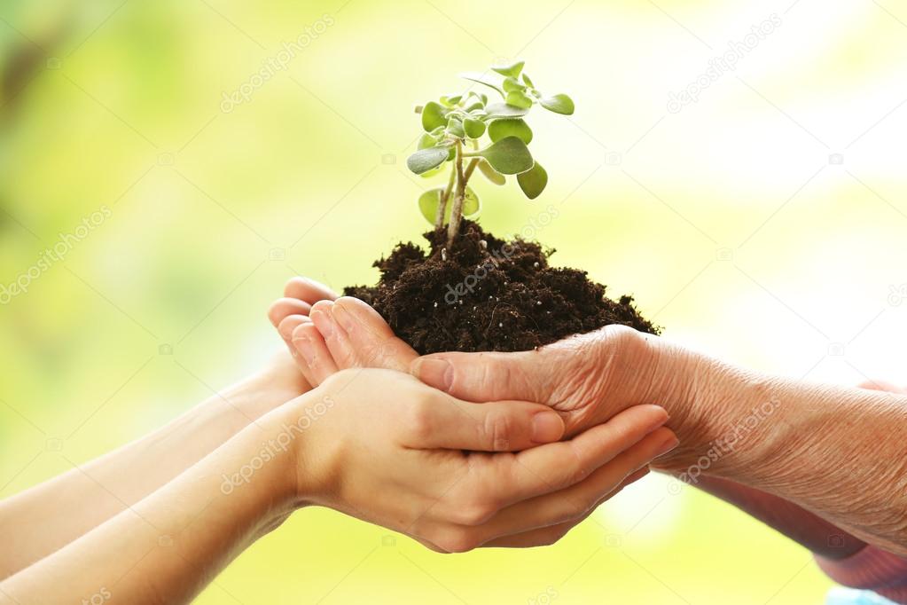 Hands of elderly and young women holding plant, on light background