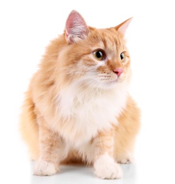 Şirin Kırmızı Kedi