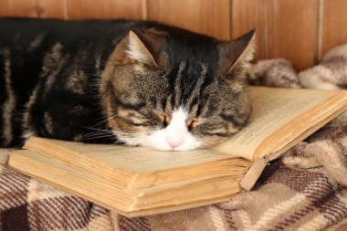 Şirin kedi ekose kitap ile yalan 