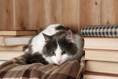 Şirin kedi ekose kitapları ile yalan