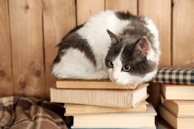 Şirin kedi kitaplar üzerinde oturan