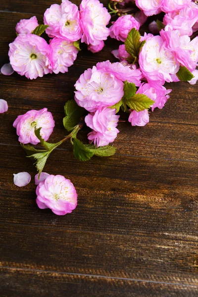 Krásné ovoce květ — Stock fotografie