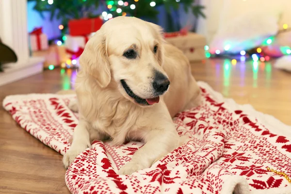 Labrador lying on plaid on wooden floor and Christmas decoration background — Stock Photo, Image