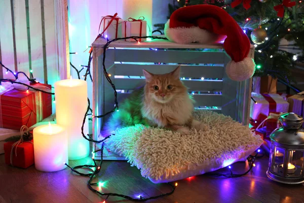 Gato rojo en la almohada no Navidad — Foto de Stock