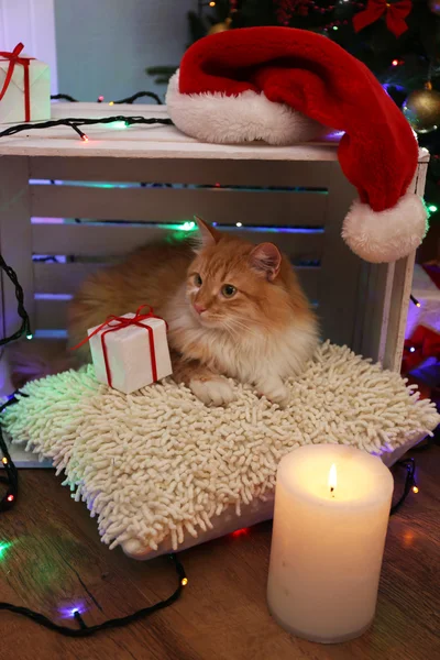 Kırmızı kedi yastık üzerinde hiçbir Noel — Stok fotoğraf