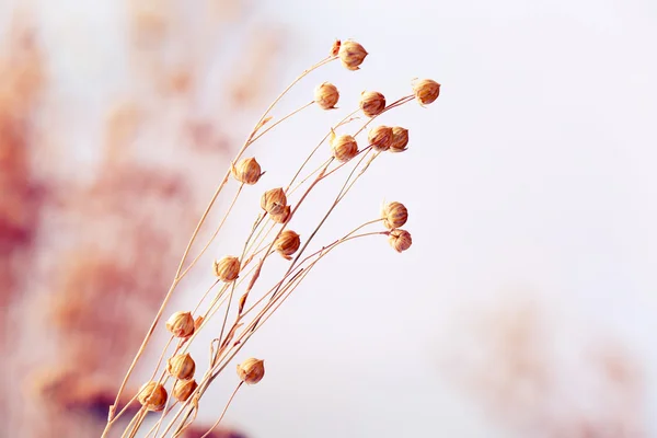 Fondo de flores secas — Foto de Stock