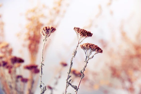 Fondo de flores secas — Foto de Stock