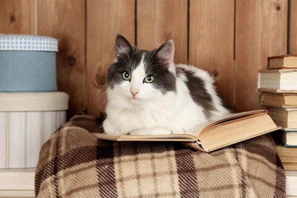 Lindo gato acostado con libro sobre cuadros — Foto de Stock