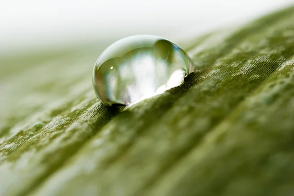 Rocíe la gota en la hoja sobre un fondo claro borroso —  Fotos de Stock