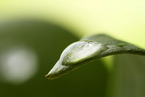 Dew drop on leaf on blurred light background — Stock Photo, Image
