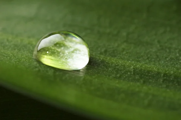 Dew drop on leaf, macro view — Stock Photo, Image