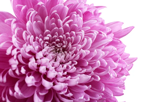 Schöne Chrysanthemen aus nächster Nähe — Stockfoto