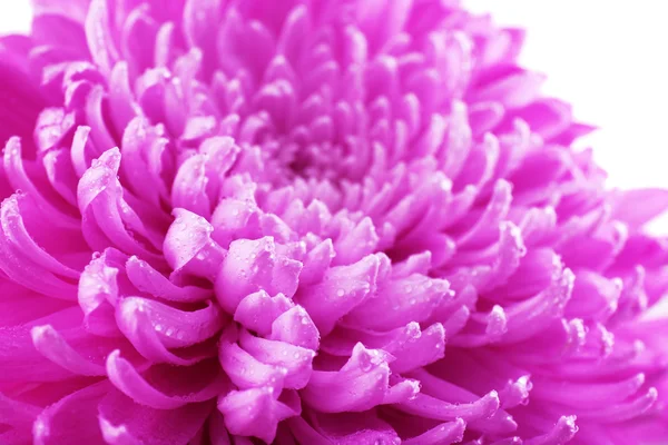 Schöne Chrysanthemen aus nächster Nähe — Stockfoto