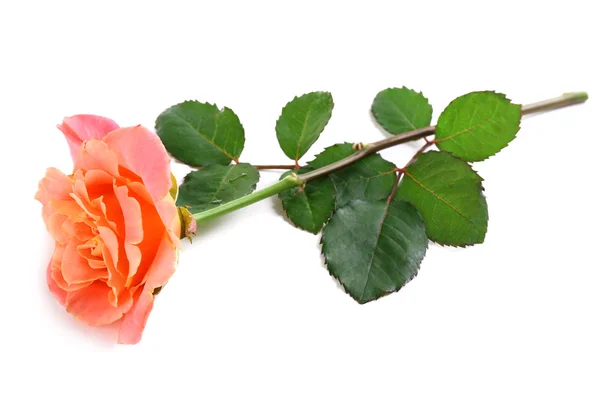 Όμορφο πορτοκαλί τριαντάφυλλο απομονωμένο σε λευκό — Φωτογραφία Αρχείου