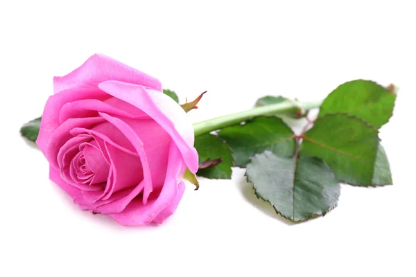 Beautiful pink rose isolated on white — Stock Photo, Image