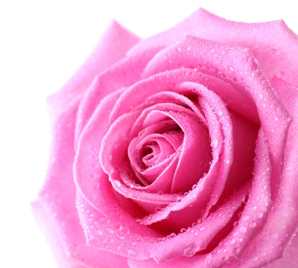 Beautiful pink rose close-up — Stock Photo, Image