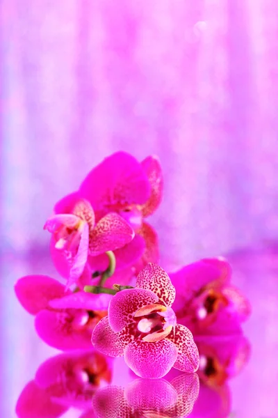 Bela orquídea em fundo rosa — Fotografia de Stock